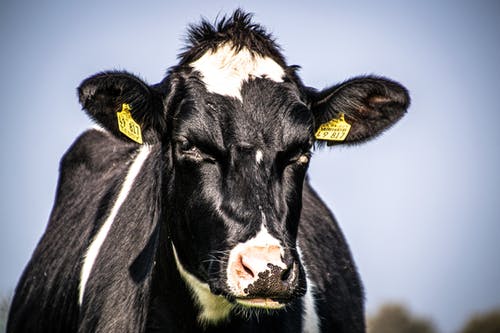Cow