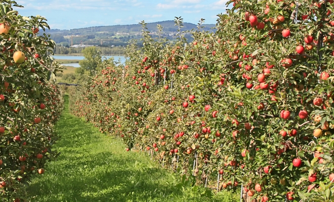 Hochul Fruit July 2026