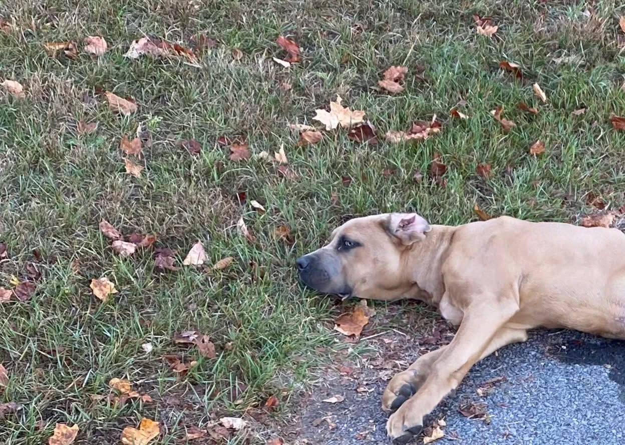 Injured dog Boonville Cemetery October 2025