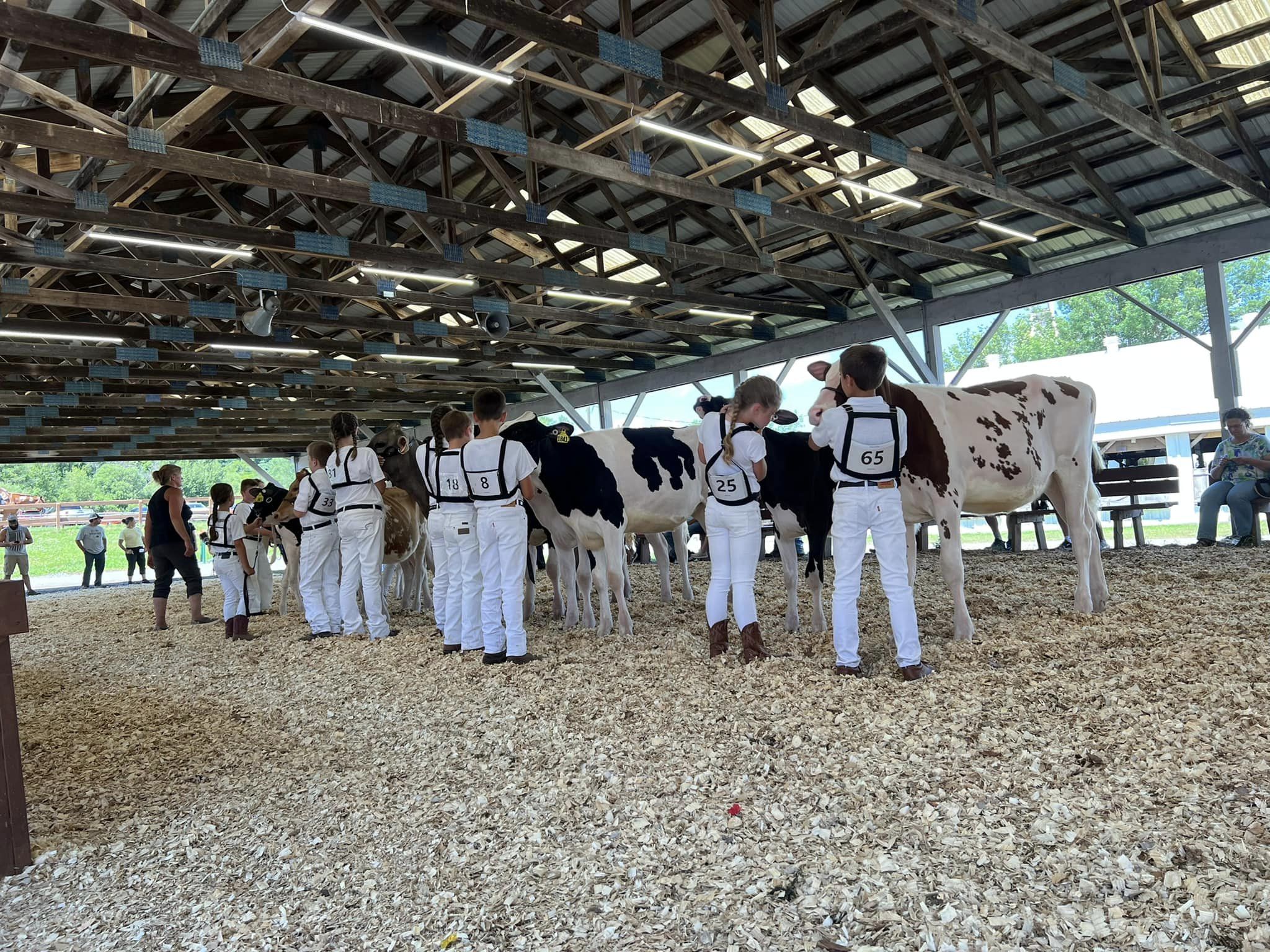 Lewis County 4H Cattle