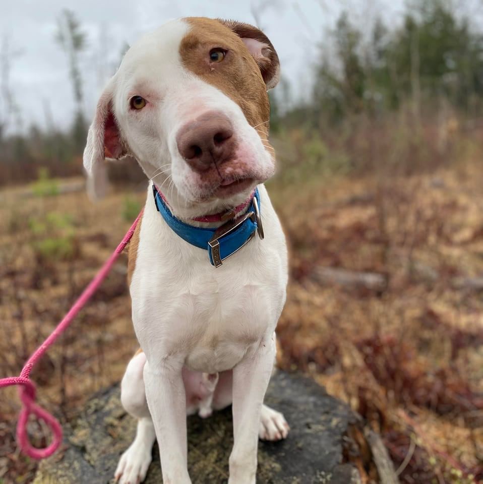 Lewis County Humane Society