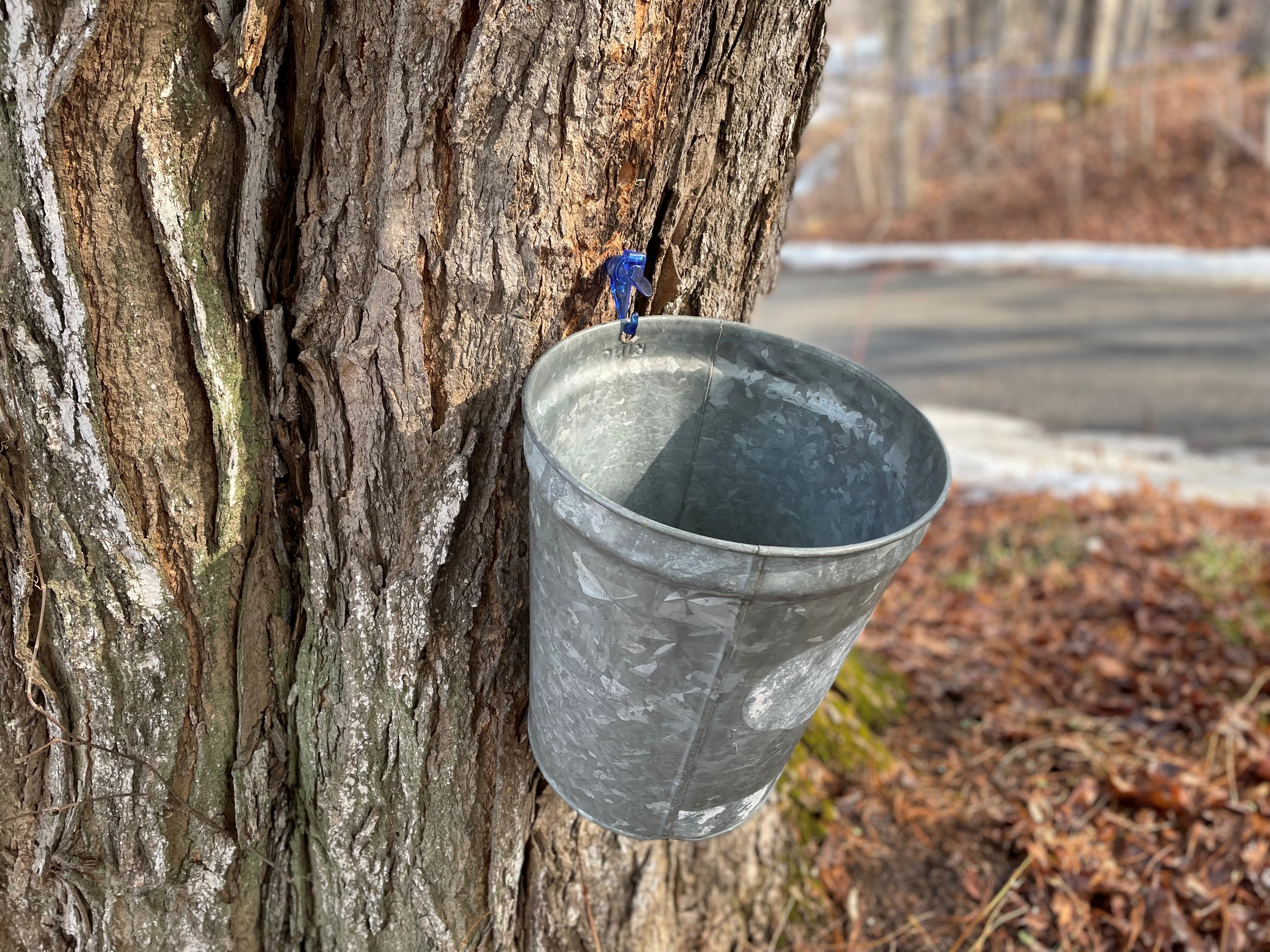 Maple Syrup Tree Tap