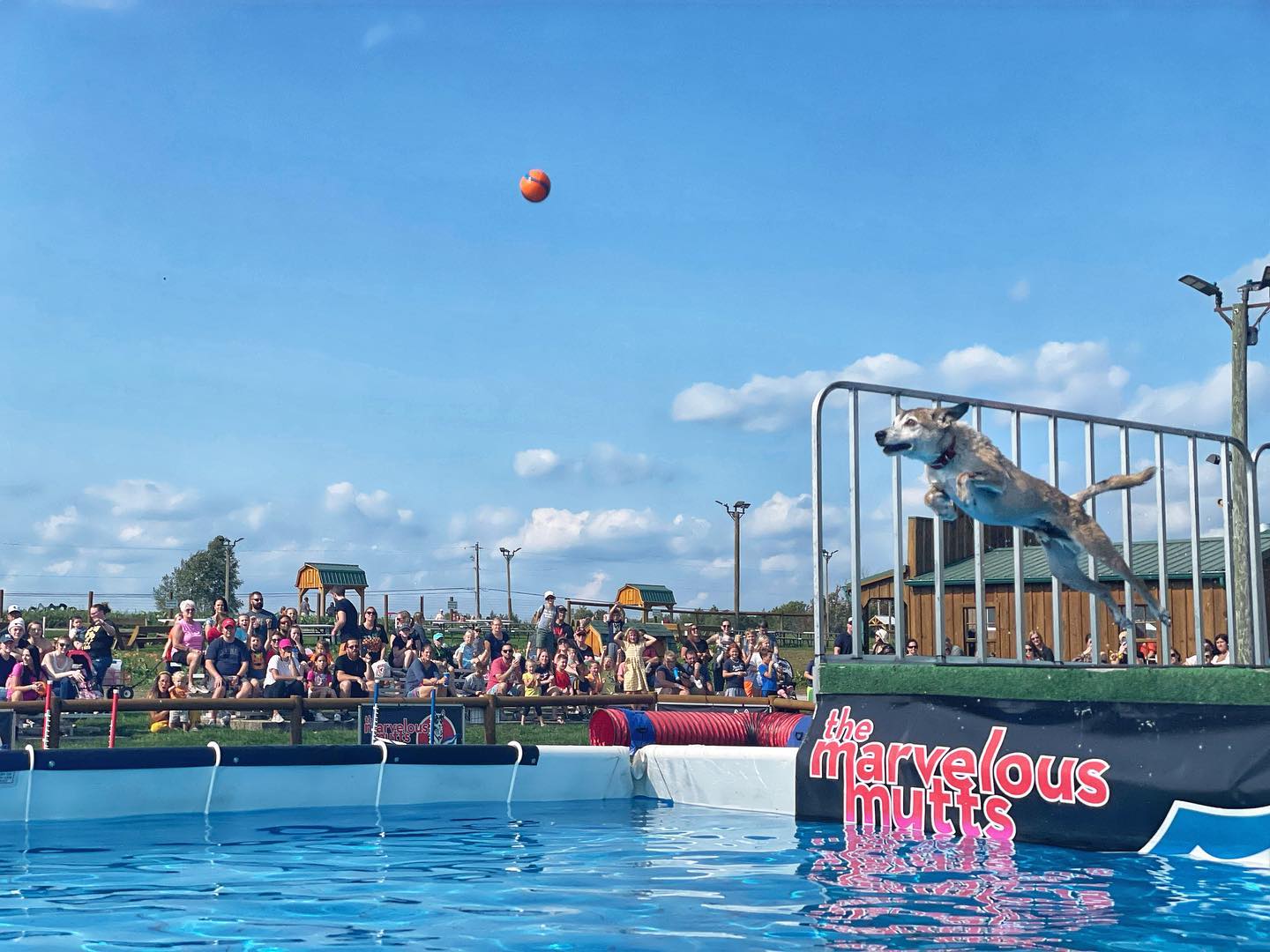 Marvelous Mutts Lewis County Fair 2023