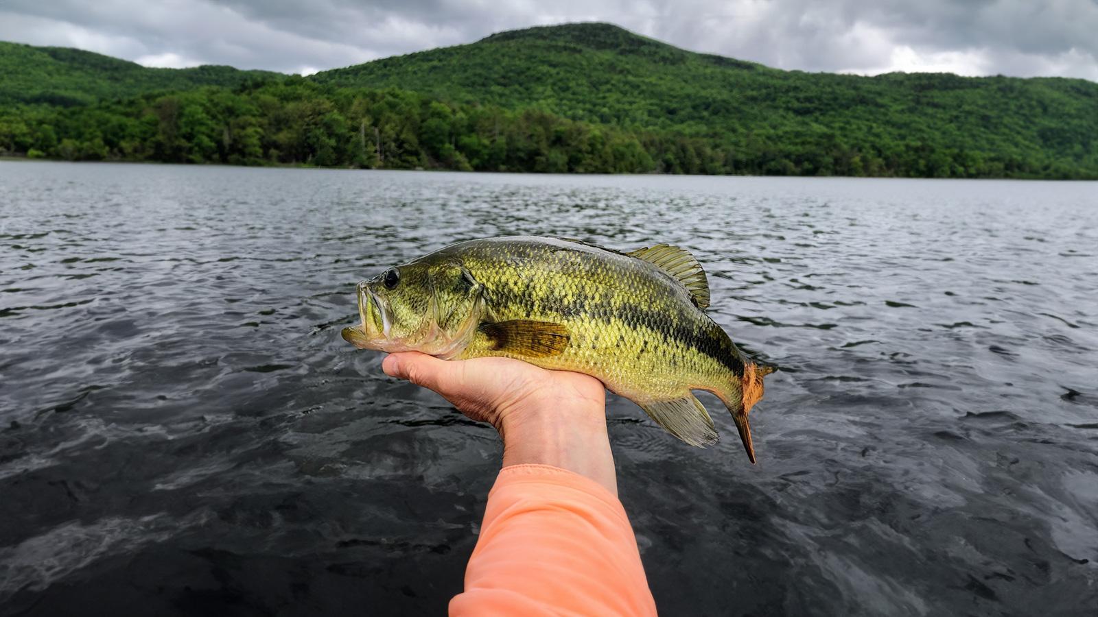 NYS DEC Bass