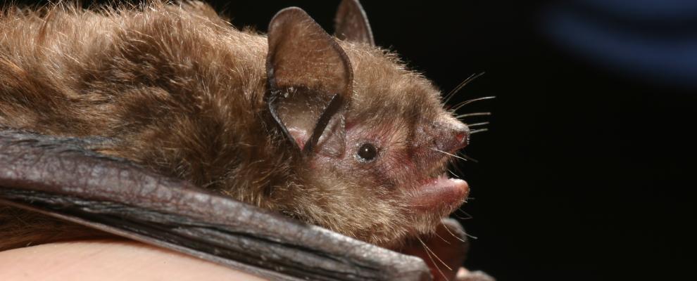 NYS DEC Bat