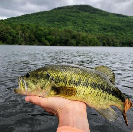 NYS DEC Largemouth Bass