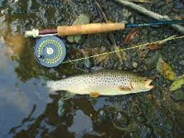 NYS DEC Trout