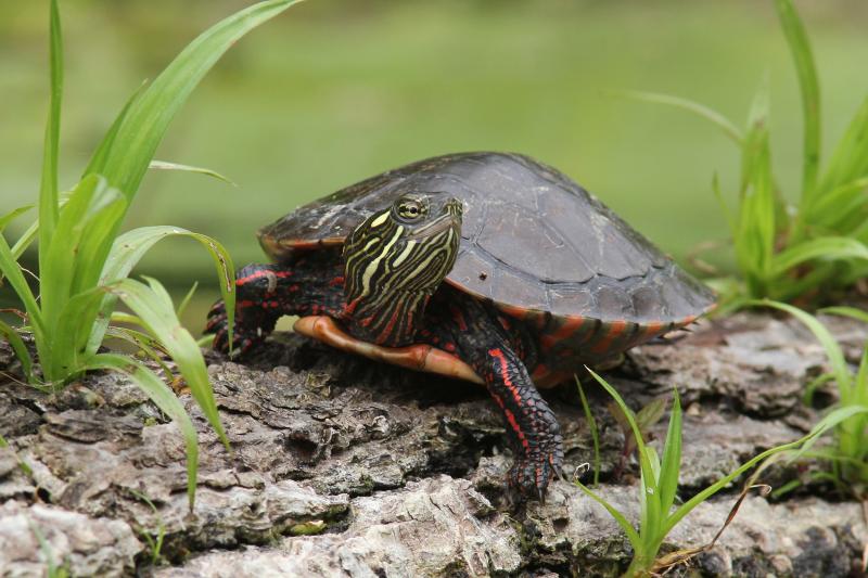 NYS DEC Turtle 2026