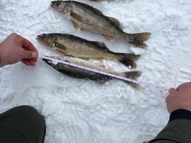 NYS DEC Undersize Walleye February 2025