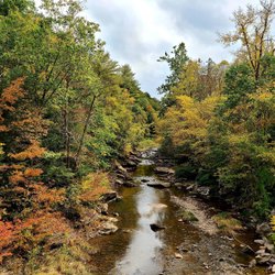 New York Foliage 1 2023