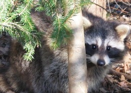 Raccoon DEC