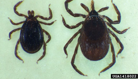 Tick Pic