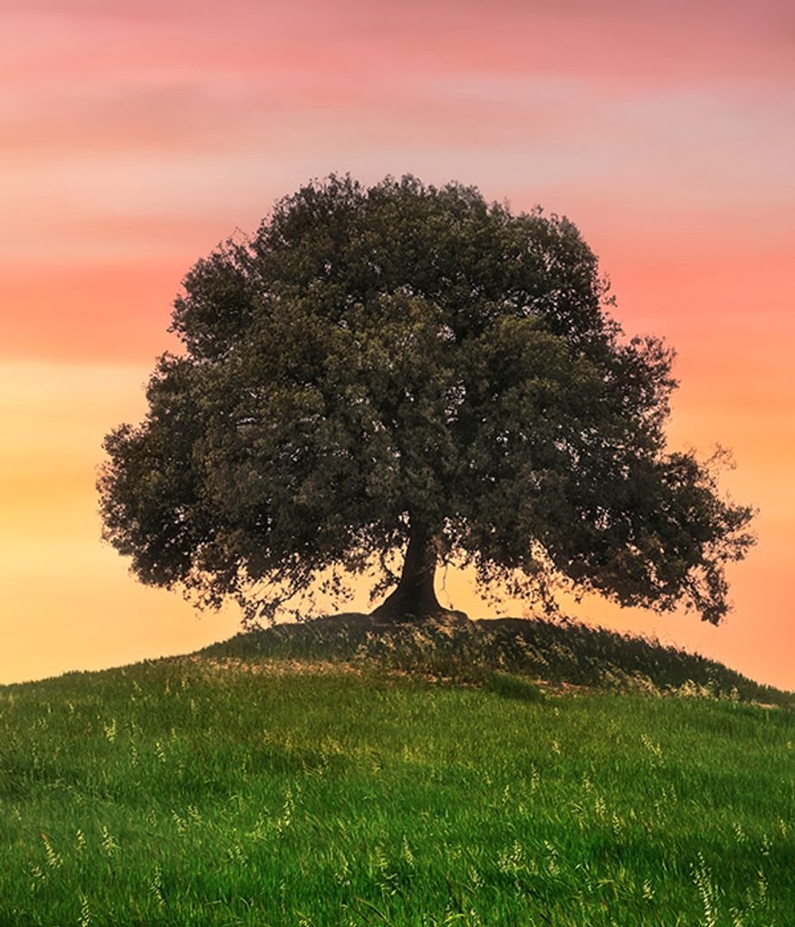 Tree Trainor FH