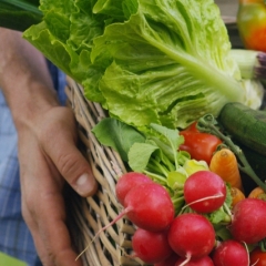 Vegtables Hochuls Office