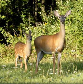 Whitetail Deer