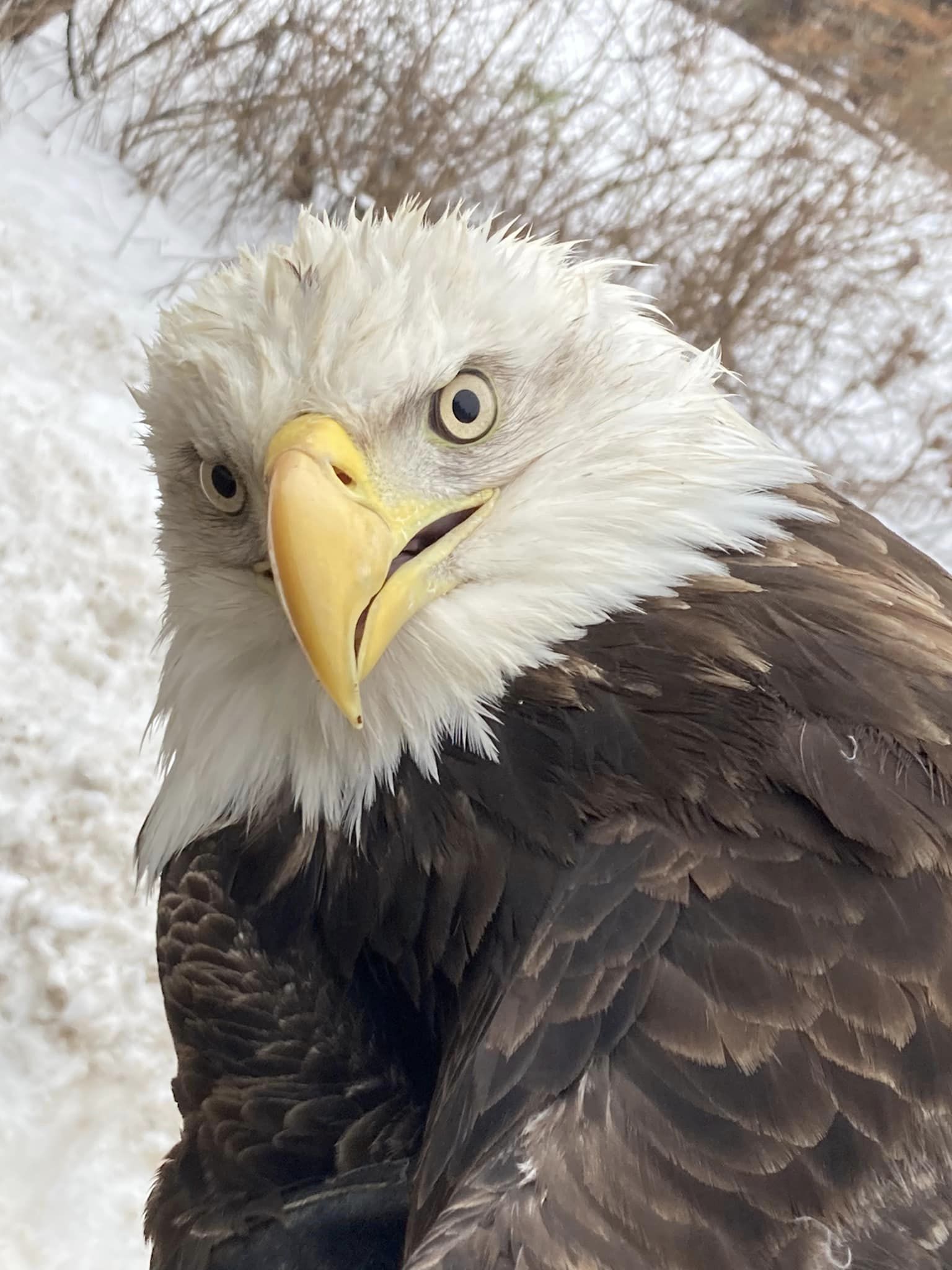 Woodhaven Bald Eagle